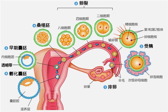 广州助孕期间代妈雌激素正常水平参考值