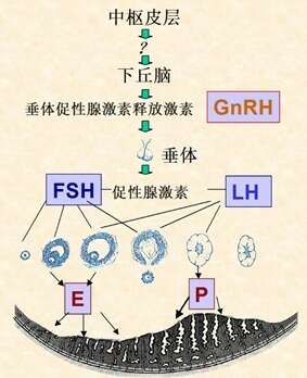 试管婴儿降调成功的标准