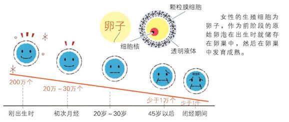 卵巢储备功能减弱，怎样广州试管助孕？