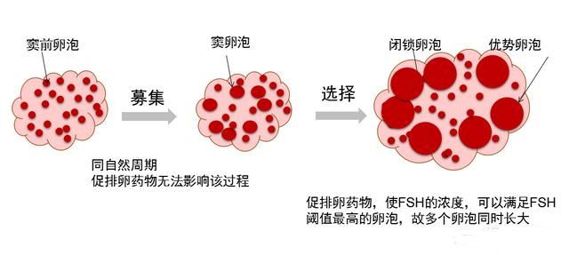 卵巢储备功能减弱，怎样广州试管助孕？