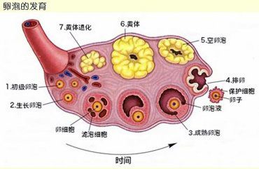 想要广州助孕成功，你得懂得这几点