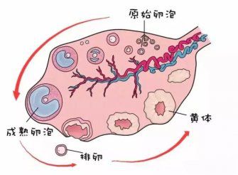 广州试管婴儿助孕期间，男方应该做什么？