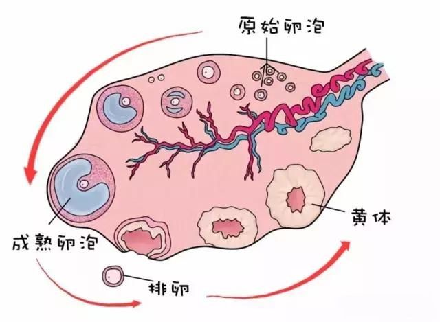 广州试管婴儿助孕期间，男方应该做什么？