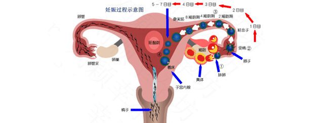 试管婴儿成功妊娠率是多少