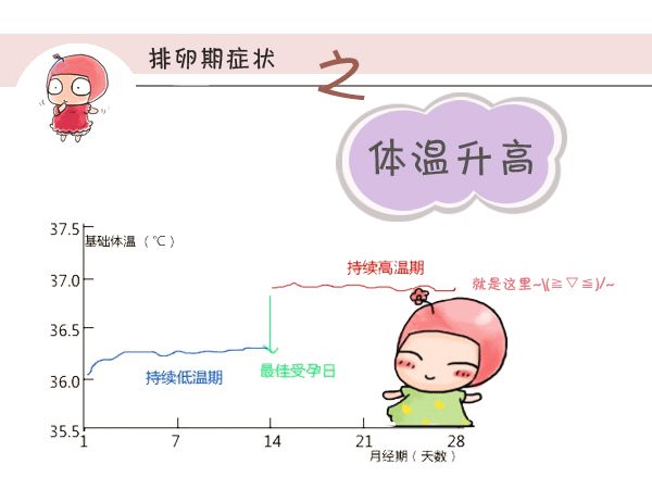 代妈排卵期有哪些受孕信号？