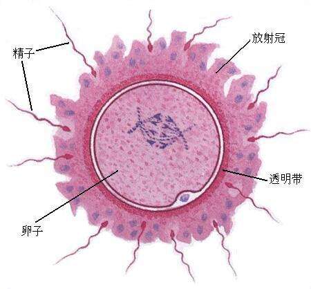 为什么胚胎反复不着床