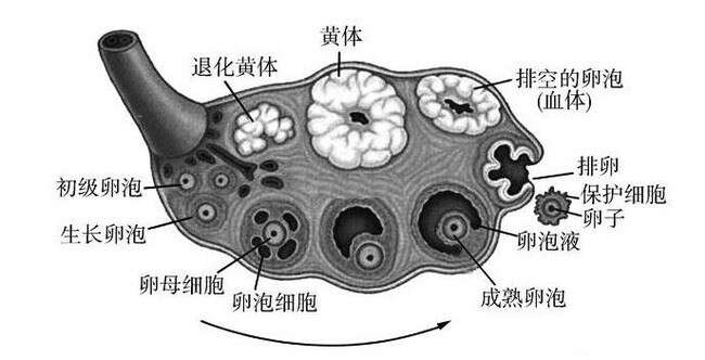 排卵针是什么