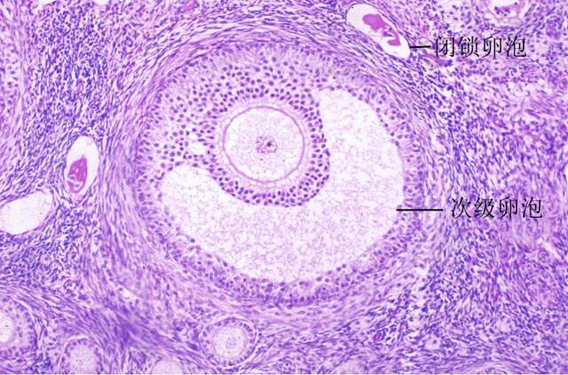 卵泡对试管成功率的重要性