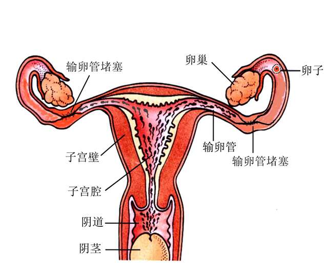 迟迟怀不上孕？这5类人群一定要检查输卵管