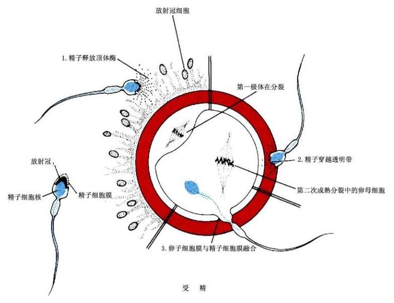 卵子受精，代妈有感觉吗？