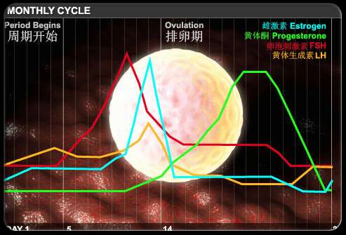 泌乳素能够抑制卵巢功能导致广州助孕代妈发生排卵障碍